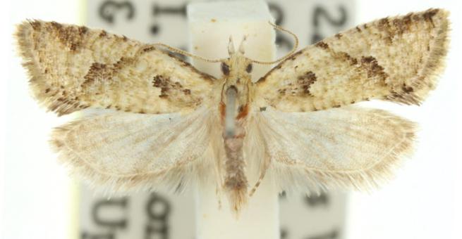 Euphona ammochroa
