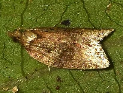 Tarachota mersana