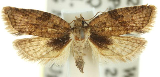 Tarachota mersana