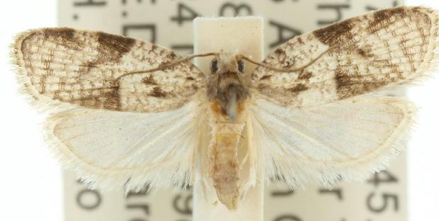 Cornuticlava phanera