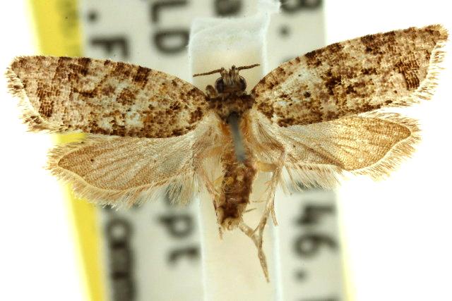 Capnoptycha zostrophora