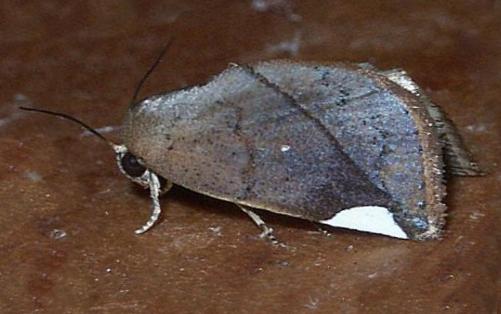 Negeta contrariata