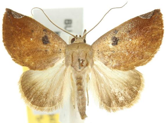 Negeta contrariata