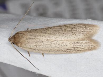 Scieropepla typhicola