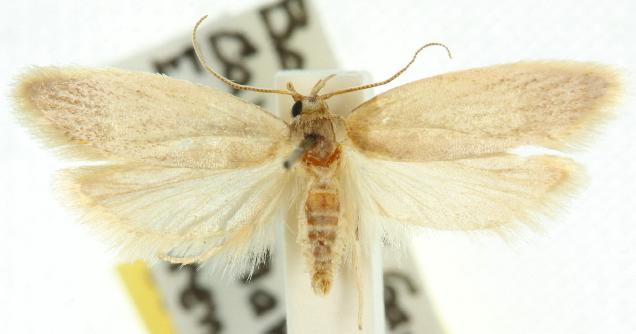 Scieropepla typhicola