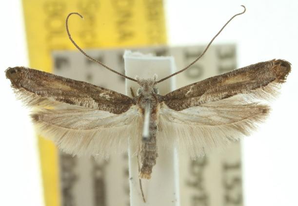 Xyrosaris acroxutha