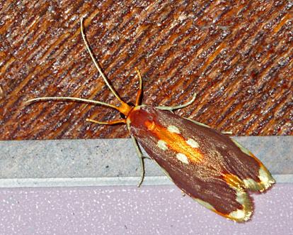 Trychnomera anthemis