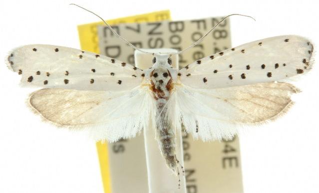 Yponomeuta myriosema