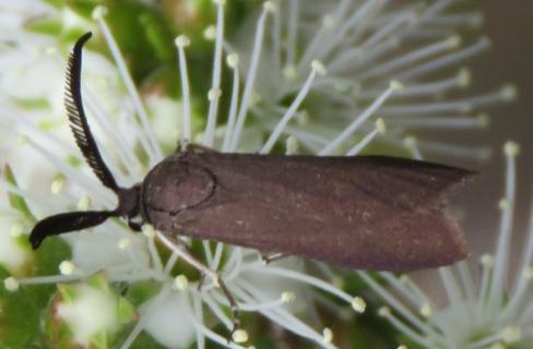 Myrtartona leucopleura