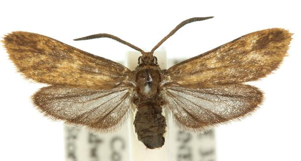 Myrtartona leucopleura